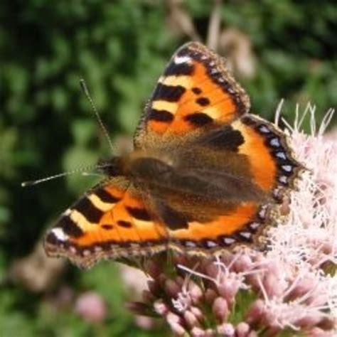 The Cinnabar Moth | HubPages