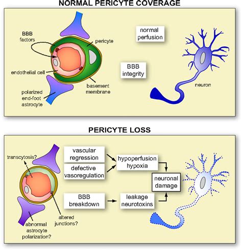 Figure 1 from Pericytes: Blood-Brain Barrier Safeguards against ...