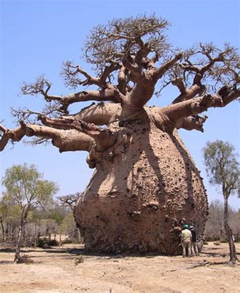 Pin by Marlene Smith on Trees in 2020 | Baobab tree, Boabab tree, Nature tree