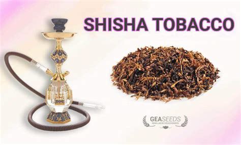 Bong/shisha flavored tobacco - Gea Seeds