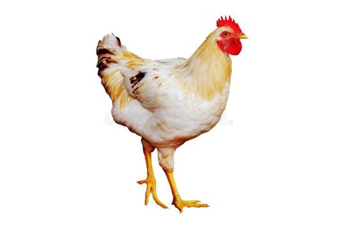 Animal. Beautiful White Chicken on the White Background Stock Image ...