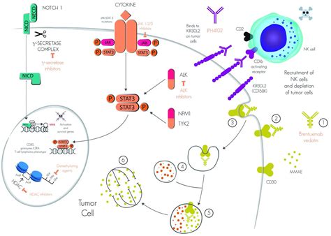 CD30-positive primary cutaneous lymphoproliferative disorders ...