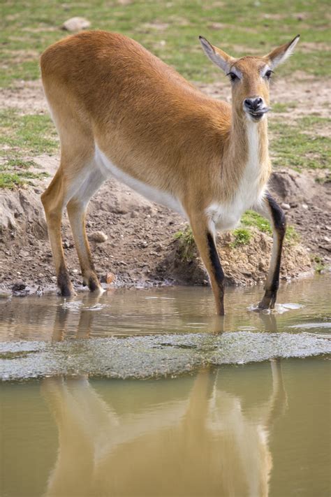 Red Lechwe Antelope Free Stock Photo - Public Domain Pictures