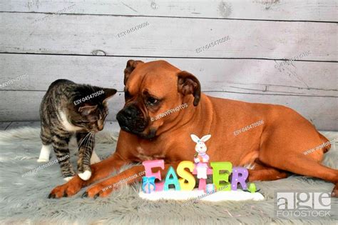 Easter portrait of a boxer breed dog and a tabby manx cat, Stock Photo, Picture And Low Budget ...