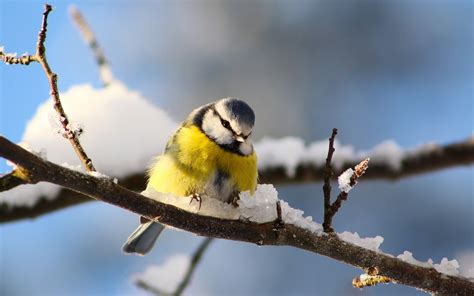 Épinglé par thalie saby sur paysages d'hiver 1 | Animales, Animaux et oiseaux, Photo animaux