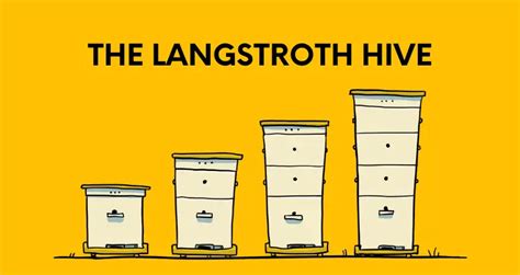 Langstroth Hive: History, Advantages, Disadvantages, and More