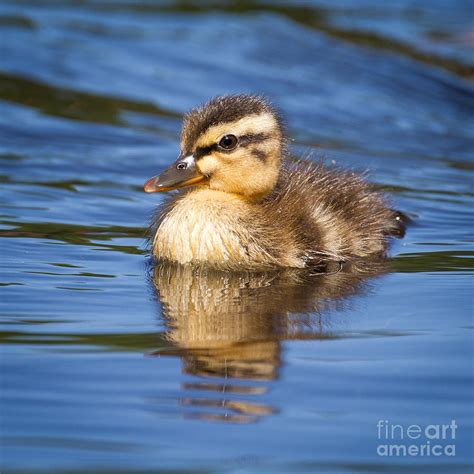 Baby Duck Swimming Photograph by Stephanie Hayes