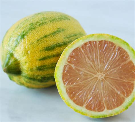 The most Popular Lemon Tree Varieties - Wikifarmer