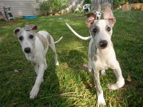 Whippet Puppies For Sale - Pet Adoption and Sales