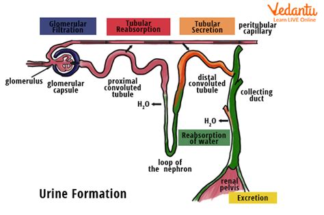 Mechanism of Urine Formation - Important Concepts for NEET