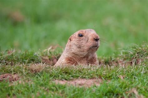 The 10 Best Groundhog Removal Services Near Me (Free Quotes)