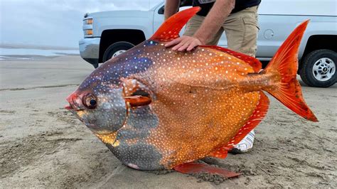 Majestic 100-pound moonfish washes up on Oregon beach | Live Science