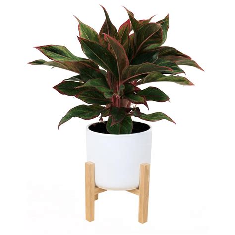 Costa Farms 6 in. Siam Aurora Red Aglaonema Plant in Mid Century ...