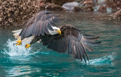 Bald Eagle Catching Fish | Smithsonian Photo Contest | Smithsonian Magazine