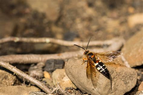 Indiana's Giant Wasp... the Cicada Killer Wasp | Freedom Pest Control