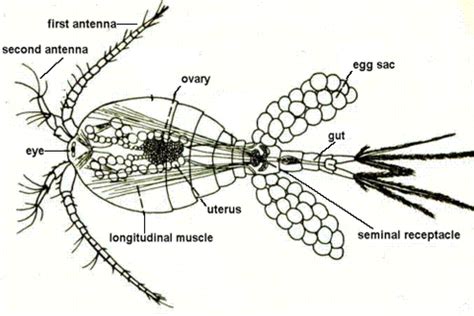 Copepods: Life Cycle - Algae Research Supply