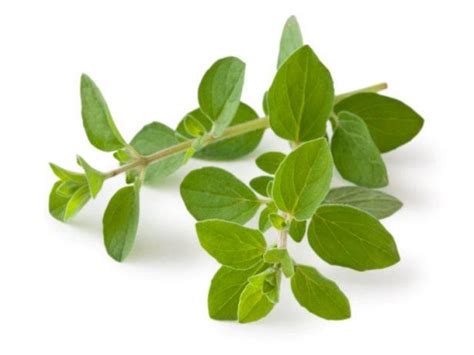 Herb of the Month: Oregano | Food Network Healthy Eats: Recipes, Ideas ...