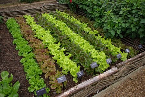 Vrt!!! Great lettuce garden!!! Bebe'!!! I love all the various ...