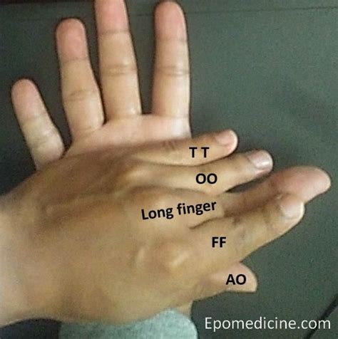 Intrinsic thumb muscles : Tricks to Remember | Epomedicine