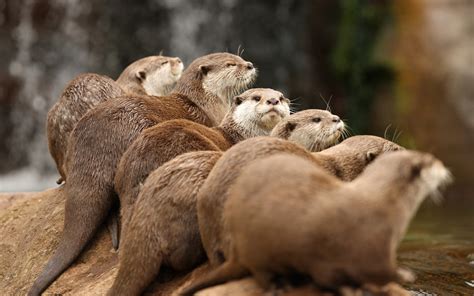 Download Animal Otter HD Wallpaper