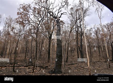 CENTRAL QUEENSLAND AFTER THE FIRES Stock Photo - Alamy