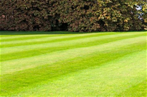 Epsom Salt For Lawns | Grow A Beautiful Lawn