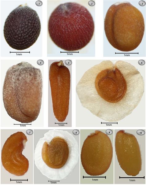 Seed morphology of 10 species of Brassicaceae as revealed by light... | Download Scientific Diagram