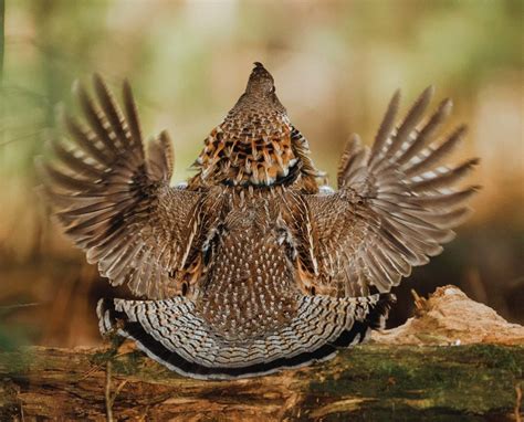 Ruffed Grouse (Bonasa umbellus) - Bellwether of the Forest