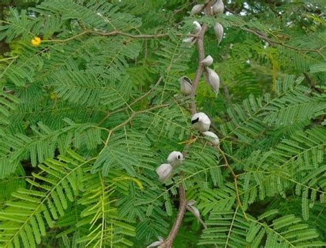 Vachellia campeachiana Flower, Leaf, Care, Uses - PictureThis