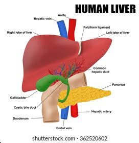65,053 Liver Anatomy Images, Stock Photos & Vectors | Shutterstock