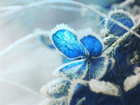 Macro photography of blue flower coated with snow HD wallpaper | Wallpaper Flare