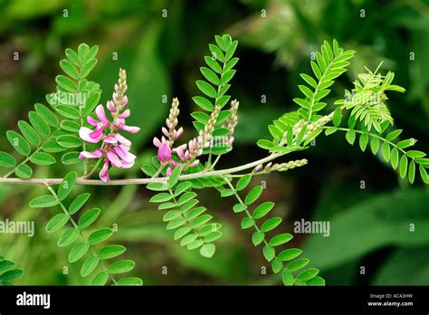 Anil, indigo plant, Indigofera tinctoria Stock Photo: 13090884 - Alamy