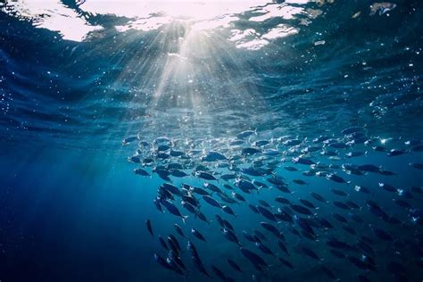 Planet Ocean: Why Is The Blue Economy So Important?