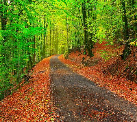 Autumn Path, autumn, fall, forest, landscape, leaves, lovely, nature ...