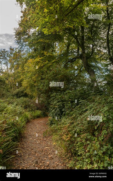 Rhododendron walks. Howth castle gardens. Howth. Ireland Stock Photo ...