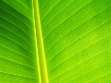 Banana Leaf Wallpaper For Desktop - MAXIPX