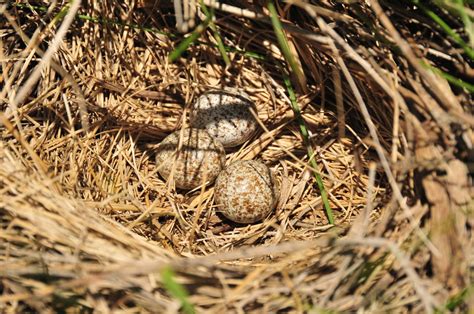 Public Domain Picture | Western Meadowlark Nest | ID: 13972374618905 | PublicDomainFiles.com