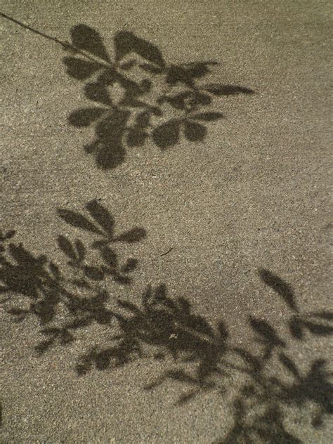 plant shadows. Jayne Stephen | Фреска