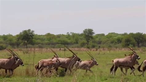 Powerful of Horrible Horns Causing Cheetah To Panic, Mother Gemsbok Save Her Baby From Cheetah ...