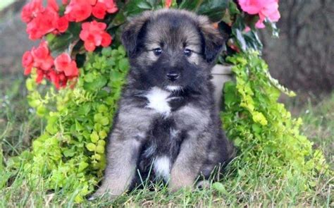 Keeshond Mix Puppies For Sale | Puppy Adoption | Keystone Puppies