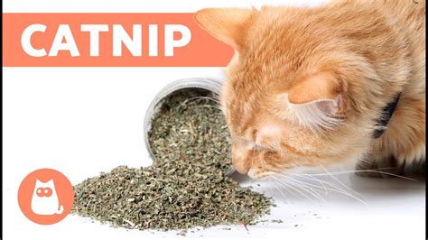 What is CATNIP and How Does it Work? - Effects and Benefits - Your Pets ...