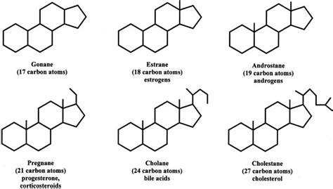 Production, Clearance, and Measurement of Steroid Hormones | GLOWM