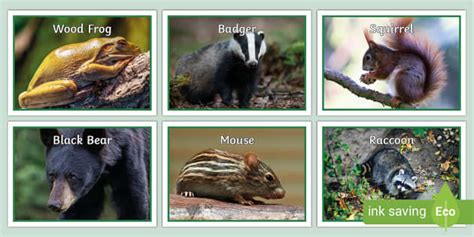 Pictures of Temperate Forest Animals | Display Posters