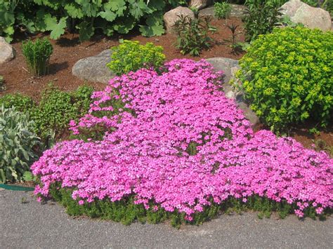 Long Blooming Perennials by Zones - Best Garden Ideas