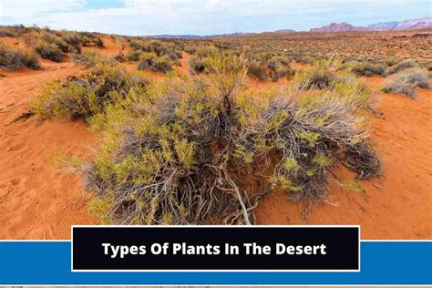 13 Different Types Of Plants In The Desert (With Photos)