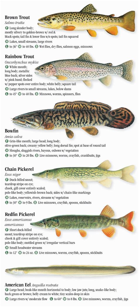 Freshwater Fishes of Alabama & Mississippi – Quick Reference Publishing Retail