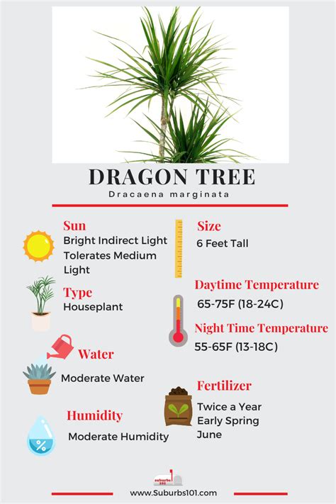 9 tips on how to care for your dragon tree dracaena marginata ...