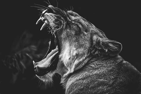 Yawning Lion Photograph by Mountain Dreams | Pixels