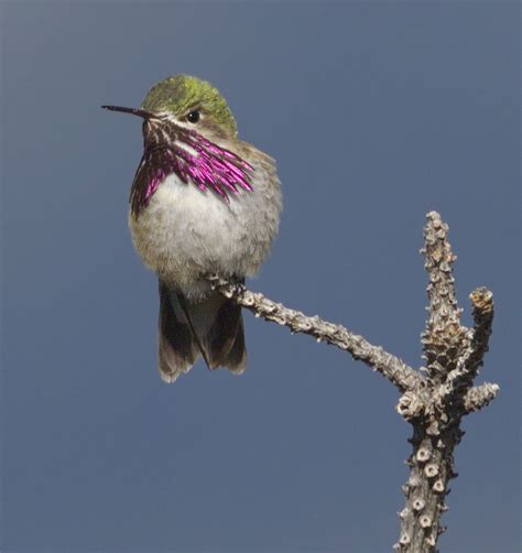 Calliope Hummingbird | San Diego Bird Spot