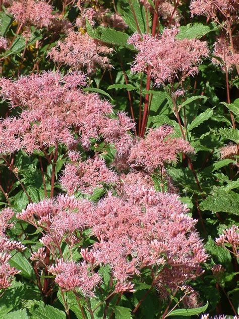 Eupatorium 'Purple Bush' - The Beth Chatto Gardens